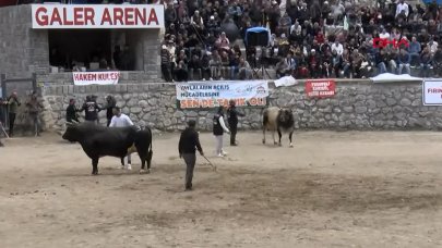 11 yaşındaki Doruk, 630 kiloluk boğası ile güreşe katıldı