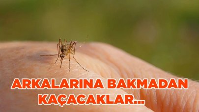 Evinizde bunu yapın, sivrisinekler arkasına bakmadan kaçsın!