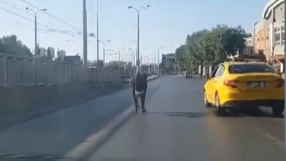 Sahibinin elinden kaçan boğa trafiği birbirine kattı