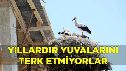 Yıllardır yuvalarını terk etmiyorlar