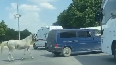 Hayvana eziyet: Polise teslim oldu, suçlamayı kabul etmedi