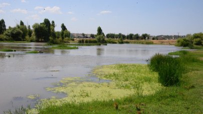 Dicle Nehri için alarm: Canlıları tehdit ediyor