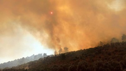 Muğla'da 160 hektar alan kül olmuştu: Sebebi belli oldu