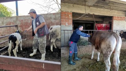 Şap hastalığı alarma geçirdi: İki ilçede 21 mahalle karantinaya alındı