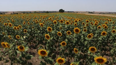 Çok sayıda görülmeye başlandı: Tarla sahipleri ihbar etti