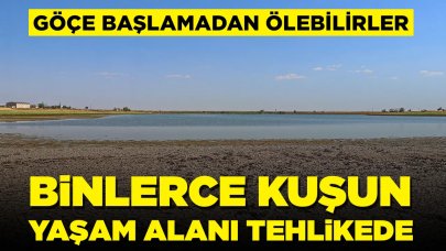 Binlerce kuşun yaşam alanı tehlikede: Göçe başlamadan telef olabilirler