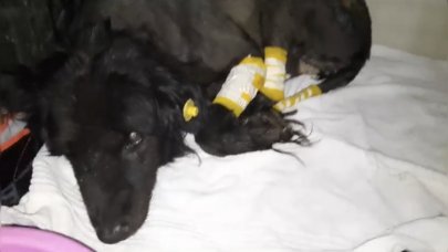 Köpeği otomobiliyle metrelerce sürükledi