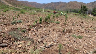 Marmaris'te yanan ormanlar 1 yılda yeşile döndü