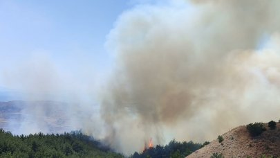 Manisa'da orman yangını