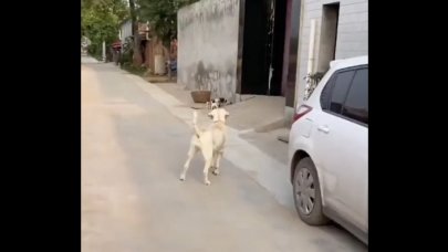 Yavruları yuvadan çıktı, anne köpek yavrularına kızdı!