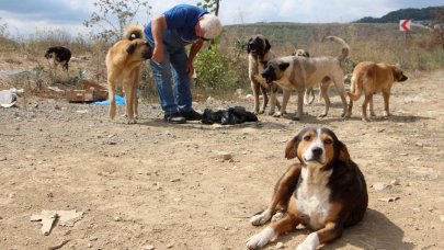 Sokak köpeklerini besledikleri için darp ettiler