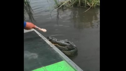 Timsahla oyunu izleyenleri korkutmaya yetti