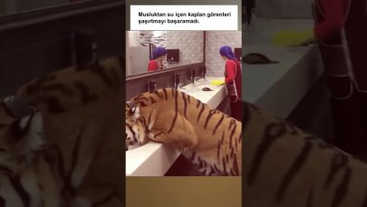 Rusya'da musluktan su içen bir kaplanın sıradan günü