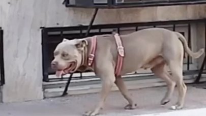 İstanbul'da dehşete düşüren olay! İlkokulun bahçesine pitbull girdi