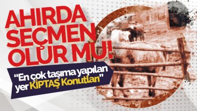 Ahırda seçmen olur mu!