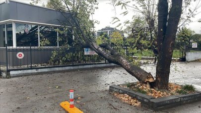 Rüzgarda devrilen ağaç polis noktasının üzerine düştü