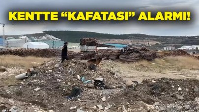 Kentte "kafatası" alarmı!