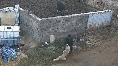 Kangal köpeğini tek hareketle etkisiz hale getirdi!