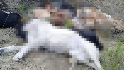 Vahşet! 14 köpek ölü bulundu: Savcılık soruşturma başlattı