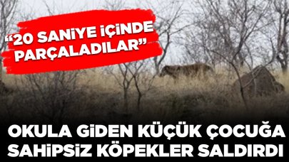 İlkokul öğrencisine sokak köpekleri saldırdı: '20 saniye içinde çocuğu parçaladılar'