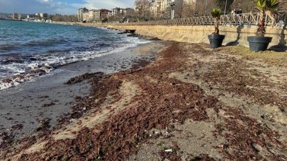 Tekirdağ'da sahil yosunla kaplandı