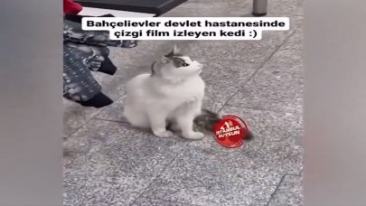 Televizyonda çizgi film izleyen kedi viral oldu