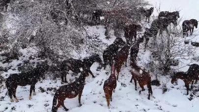 Yılkı atlarının sürü halinde karlar içinde dolaşması kartpostallık görüntüler ortaya çıkardı