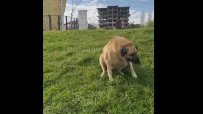 Engelli taklidi yapan köpek, “Zabıta geliyor” lafını duyunca ayaklandı!