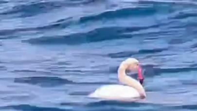 Boğaz'da flamingo görüntülendi