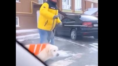 Rehber köpek, yaya geçidinde durmayan sürücülere böyle tepki gösterdi!