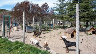 Bahçesinde 180 köpeğe bakan gönüllüye büyük ceza