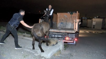 Gecekonduda at kesenleri suç üstü yakaladılar