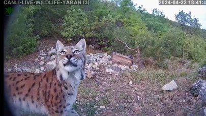 Nesli tehlikede olan vaşak fotokapan ile görüntülendi