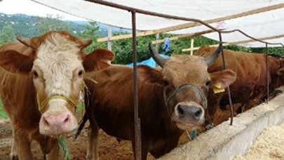 Türk Kızılay kurban vekalet bedellerini açıkladı