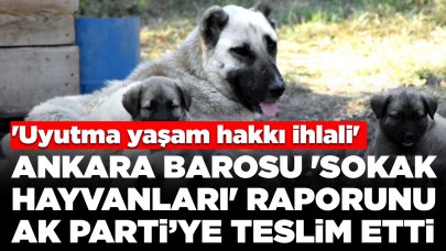 Ankara Barosu 'sokak hayvanları' raporunu AK Partiye teslim etti: 'Uyutma yaşam hakkı ihlali'