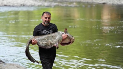 Melen Çayı'nda 52 kilogramlık yayın avlandı!