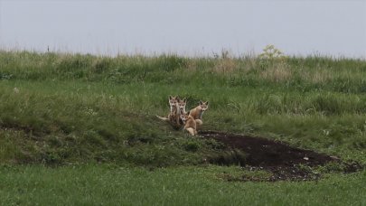 Kars'ta yuvalarından çıkan tilki ailesi görüntülendi