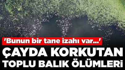 Çayda korkutan toplu balık ölümleri: 'Bunun bir tane izahı var...'