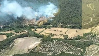 Bergama'daki orman yangını saatler sonra kontrol altına alındı