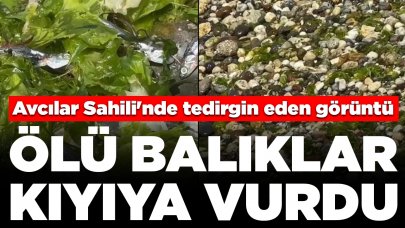 Avcılar Sahili'nde tedirgin eden görüntü: Ölü balıklar kıyıya vurdu