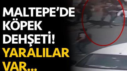 Maltepe'de köpek dehşeti! yaralılar var