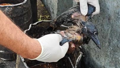 Kazana düşen kargayı veteriner hekimin dikkati kurtardı