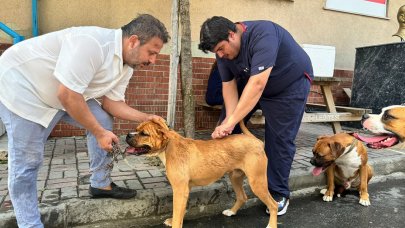 Sarıyer'de köpekler aşılanıyor