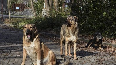 Sokak hayvanlarına ilişkin düzenleme komisyondan geçti