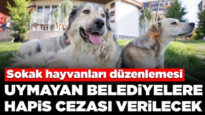 Bakan Yumaklı açıkladı: Sokak hayvanları düzenlemesine uymayan belediyelere hapis cezası verilecek