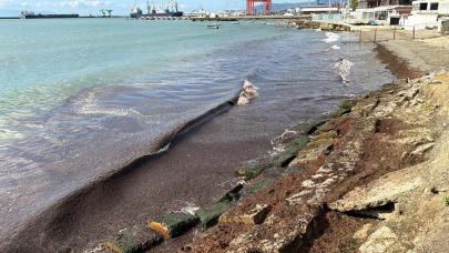 Tekirdağ'da endişe veren görüntü: Sahil kırmızı yosunla kapladı