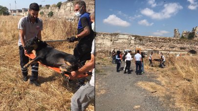 Fatih'te sokak köpeklerinin saldırısına uğrayan bir kişi ölmüştü: Belediye ekipleri harekete geçti