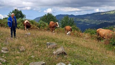 Ordu'da ahıra giren ayı, danayı götürdü