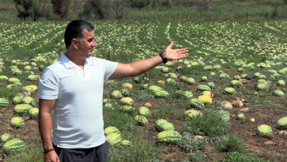 Tekirdağ'da dolunun zarar verdiği 700 dönüm karpuz tarlada kaldı!