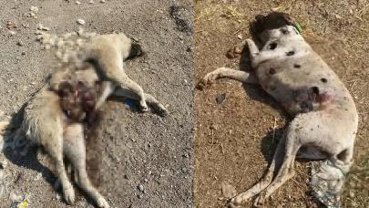 Sokak ortasında 3 köpek silahla vuruldu, 2'si yaşam mücadelesini kaybetti